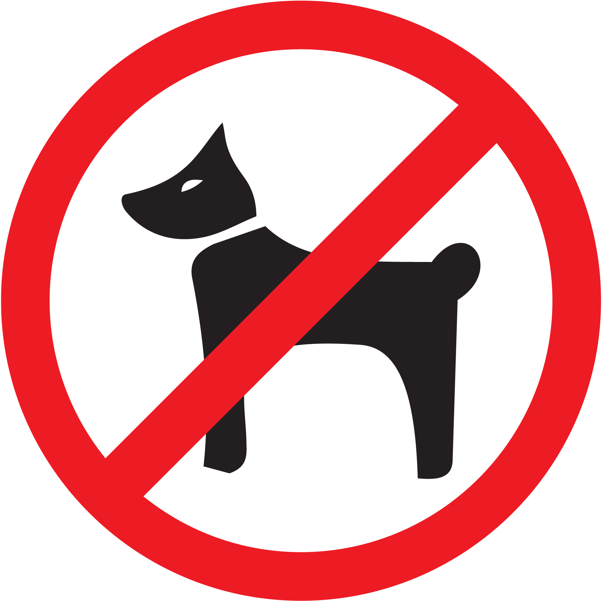 pas de chien