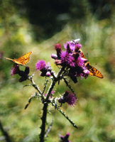 papillons