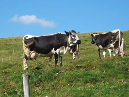 vaches
